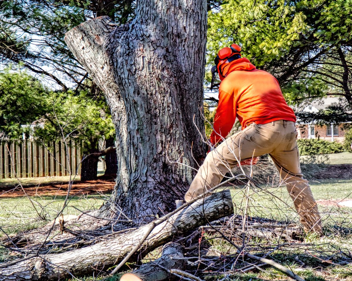 Tree removal Baltimore County crew extracting a damaged tree
