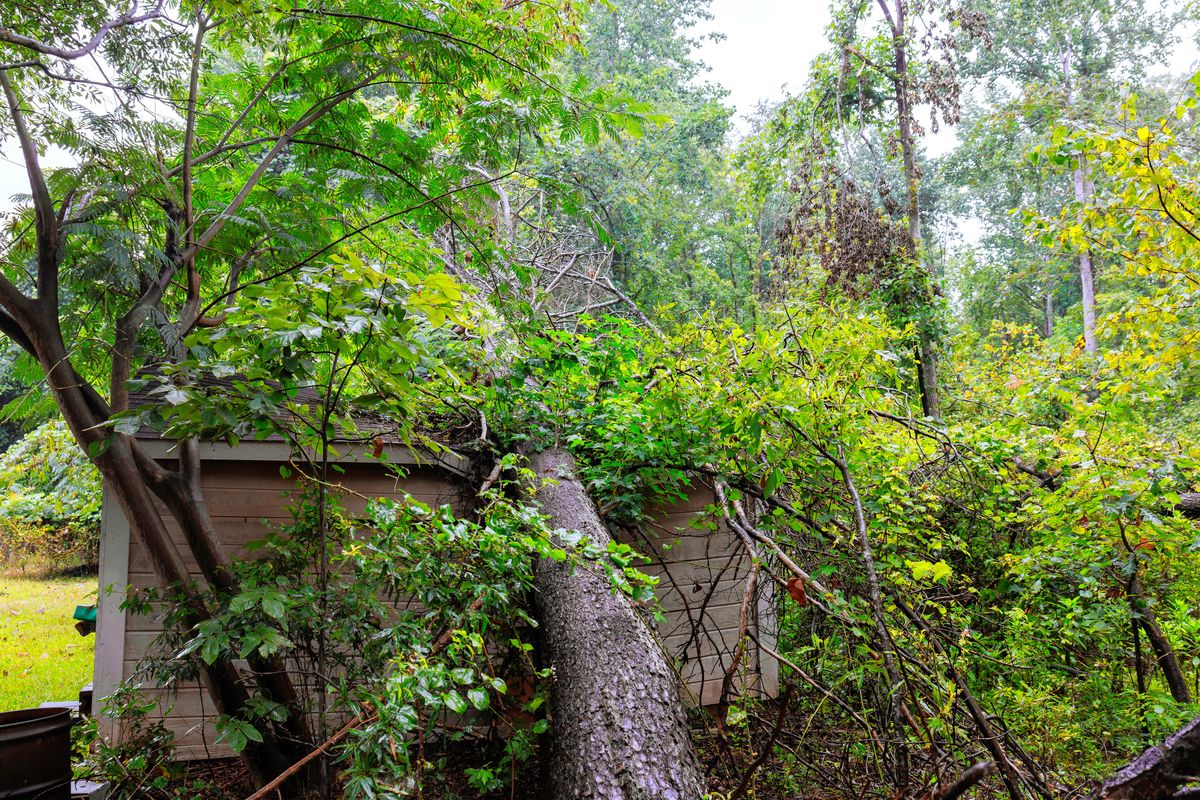 Baltimore city tree removal emergency storm damage response