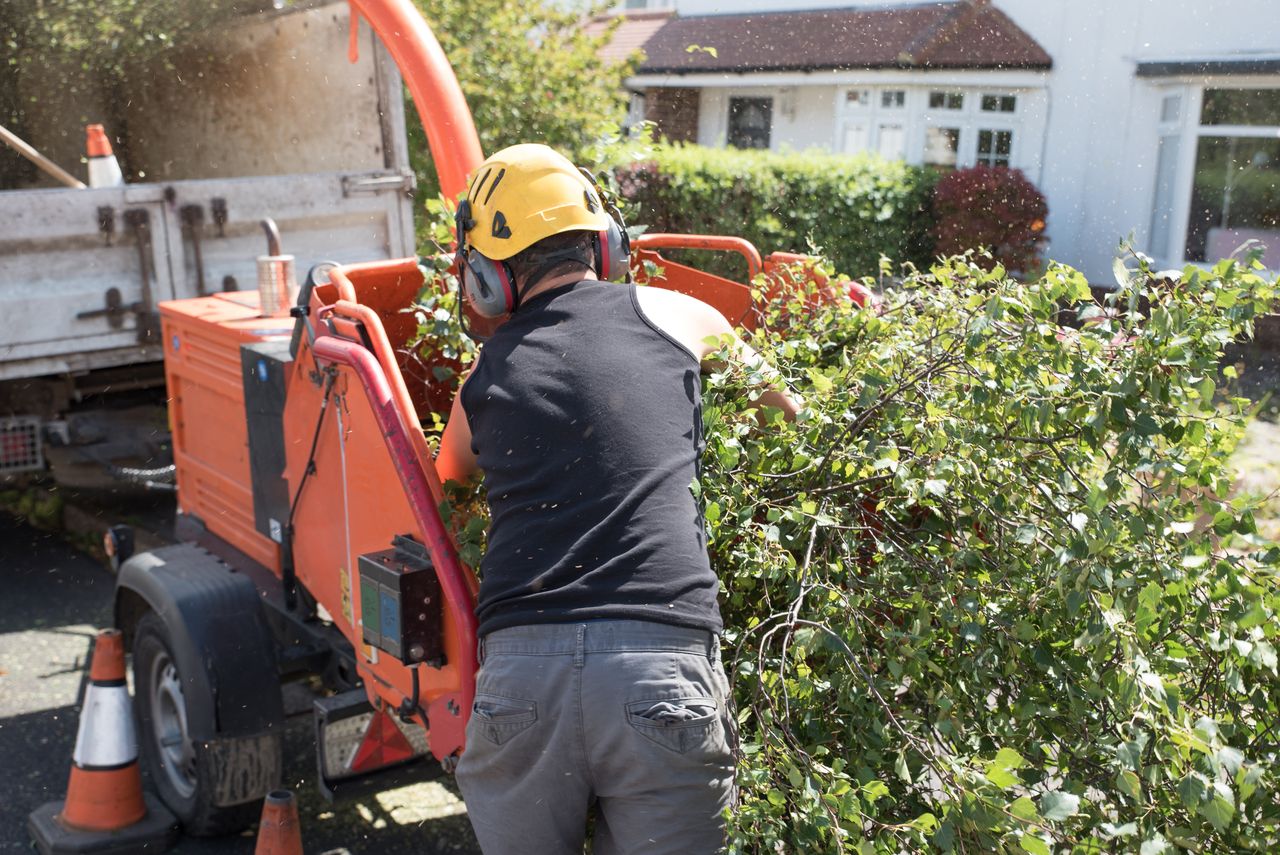 Pro Tree Service Baltimore arborists dedicated to tree health