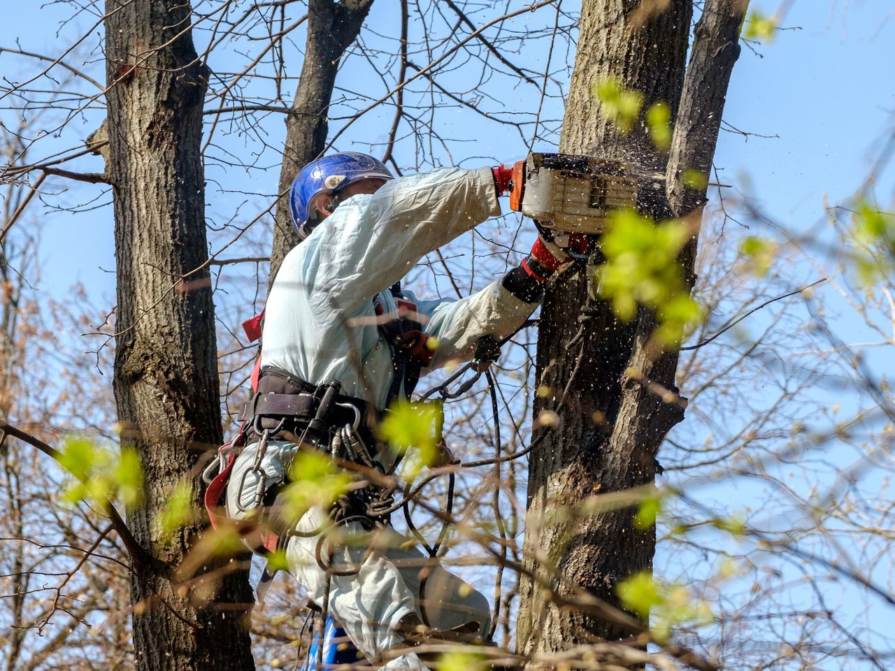 Baltimore tree trimming experts maintaining residential trees