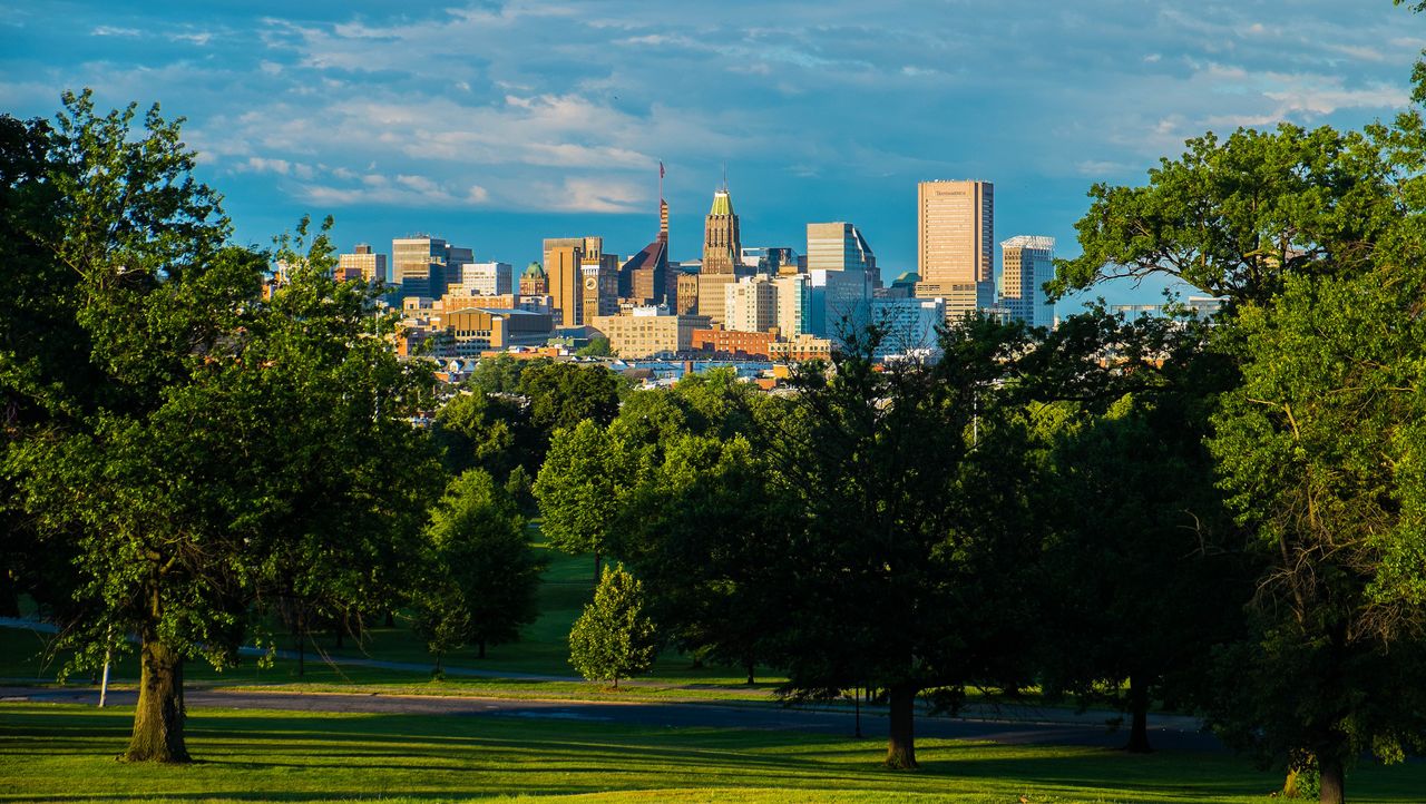 Baltimore tree canopy maintained by professional tree removal experts