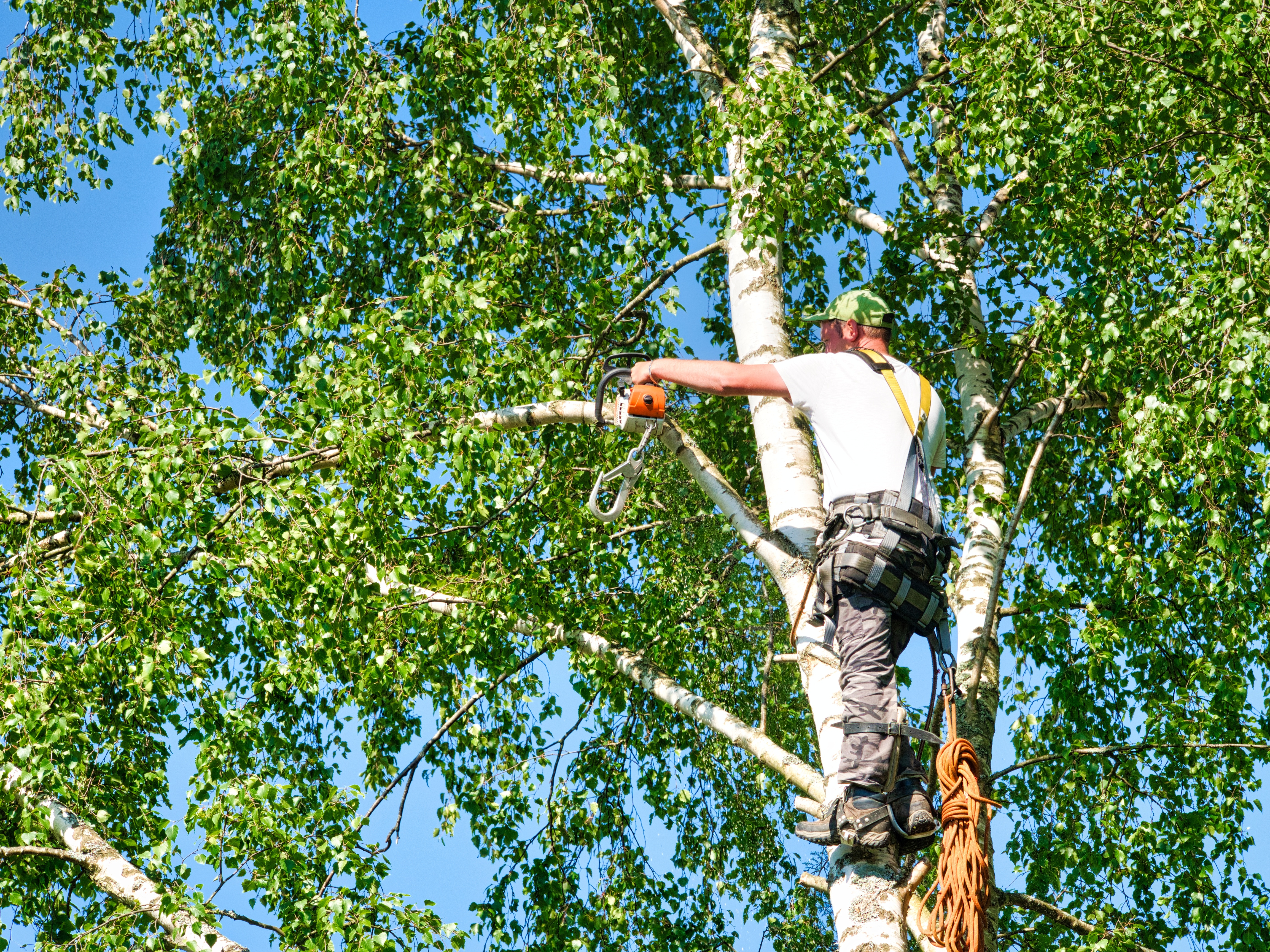 Tree trimming Baltimore expert arborist pruning branches